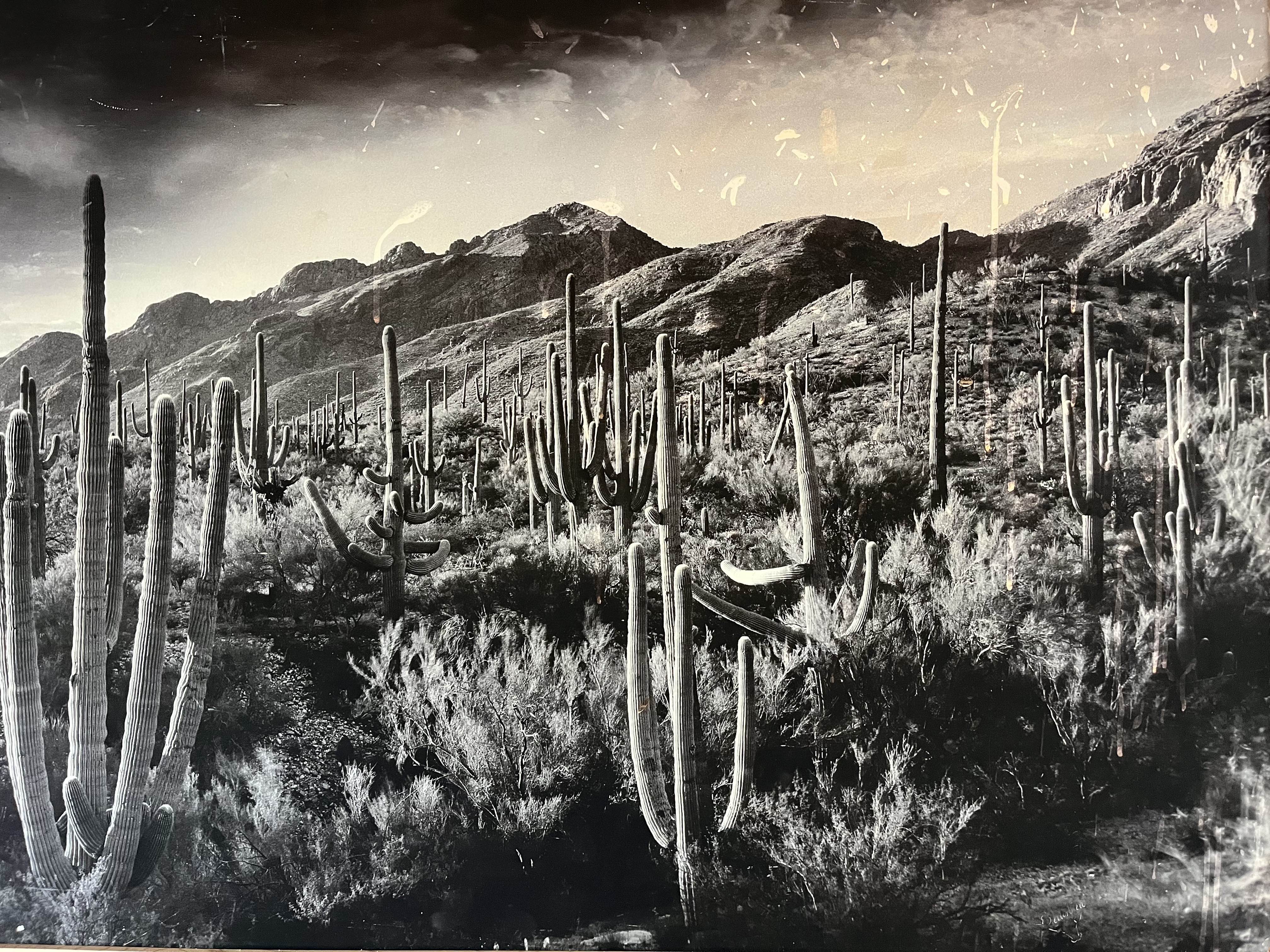 Mountains with Saguaro cacti in the Sonoran desert